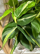 Load image into Gallery viewer, 4&quot; Philodendron hederaceum &#39;Silver Stripe&#39; *RARE cultivar*
