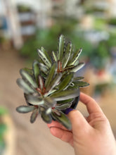 Load image into Gallery viewer, &#39;Chocolate Soldier&#39; Kalanchoe tomentosa 4&quot;
