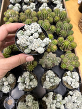 Load image into Gallery viewer, 2&quot; Mammillaria gracilis fragilis &quot;Thimble Cactus&quot;
