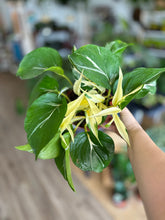 Load image into Gallery viewer, VERY RARE Harlequin Epipremnum aureum “Mutant Manjula Pothos”
