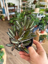 Load image into Gallery viewer, &#39;Chocolate Soldier&#39; Kalanchoe tomentosa 4&quot;
