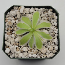 Load image into Gallery viewer, Pinguicula &quot;Snow Queen&quot;
