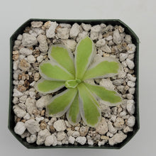 Load image into Gallery viewer, Pinguicula &quot;Snow Queen&quot;
