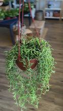 Load and play video in Gallery viewer, 6&quot; String of Bananas, Senecio radicans
