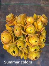 Load image into Gallery viewer, *RARE* 6&quot; Aeonium aureum Green Rose
