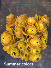 Load image into Gallery viewer, *RARE* 4&quot; Aeonium aureum Green Rose
