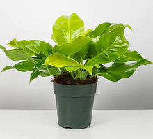Load image into Gallery viewer, 6&quot; Philodendron &#39;Moonlight&#39;

