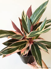 Load image into Gallery viewer, Stromanthe triostar - The Seaside Succulent
