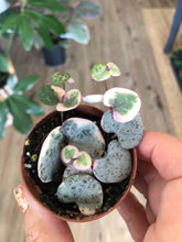 Load image into Gallery viewer, 2&quot; Variegated String of Hearts, Ceropegia woodii - The Seaside Succulent
