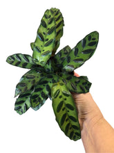 Load image into Gallery viewer, 4&quot; Calathea lancifolia Rattlesnake plant - The Seaside Succulent
