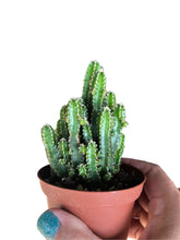 Load image into Gallery viewer, 4&quot; Fairy Castle Cactus, Acanthocereus tetragonus - The Seaside Succulent

