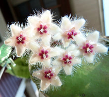 Load image into Gallery viewer, 4&quot; Hoya caudata Sumatra - Fuzzy white/pink flowers - The Seaside Succulent
