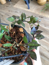 Load image into Gallery viewer, 4&quot; Hoya krohniana black - The Seaside Succulent
