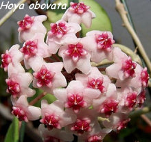 Load image into Gallery viewer, 4&quot; Hoya obovata splash-pink flowers - The Seaside Succulent
