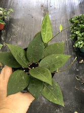 Load image into Gallery viewer, 4&quot; Hoya parasitica &#39;black margin&#39; - The Seaside Succulent
