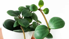 Load image into Gallery viewer, 4&quot; Peperomia &#39;Hope&#39; - The Seaside Succulent
