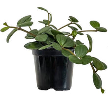 Load image into Gallery viewer, 4&quot; Peperomia &#39;Hope&#39; - The Seaside Succulent
