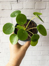 Load image into Gallery viewer, 4&quot; Pilea peperomioides &#39;Chinese Money Plant&#39; - The Seaside Succulent
