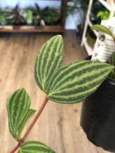 Load image into Gallery viewer, 4” &#39;Watermelon Stilt&#39; Peperomia puteolata - The Seaside Succulent
