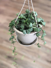 Load image into Gallery viewer, 4.5&quot; Ceropegia woodii, String of Hearts - The Seaside Succulent
