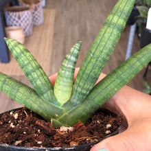 Load image into Gallery viewer, 4.5&quot; Starfish Sansevieria - The Seaside Succulent
