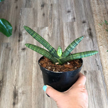 Load image into Gallery viewer, 4.5&quot; Starfish Sansevieria - The Seaside Succulent
