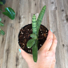Load image into Gallery viewer, 4.5&quot; Starfish Sansevieria - The Seaside Succulent
