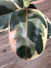 Load image into Gallery viewer, 6&quot; Ficus &#39;tineke&#39; - The Seaside Succulent
