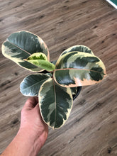 Load image into Gallery viewer, 6&quot; Ficus &#39;tineke&#39; - The Seaside Succulent
