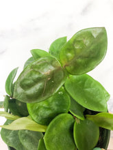 Load image into Gallery viewer, 6” Hoya Chelsea - ships bare root - The Seaside Succulent
