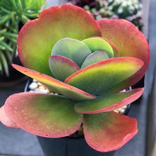 Load image into Gallery viewer, 6&quot; Kalanchoe Lucia, Flapjacks, Paddle plant - The Seaside Succulent
