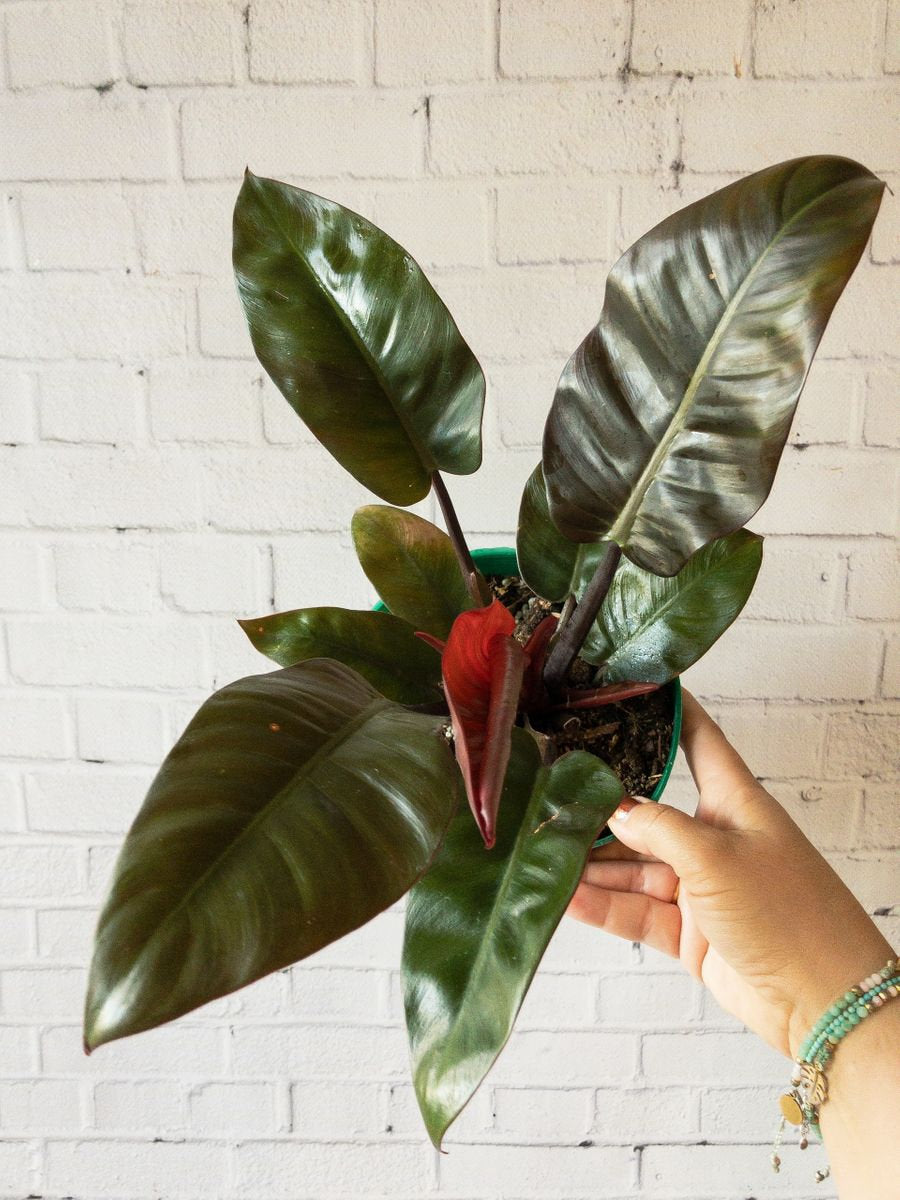 6” Philodendron 'Black Cardinal' HARD TO FIND!
