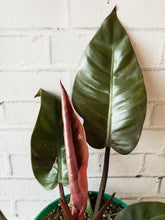 Load image into Gallery viewer, 6” Philodendron &#39;Black Cardinal&#39; HARD TO FIND!
