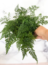 Load image into Gallery viewer, 6&quot; Rabbit&#39;s Foot Fern - The Seaside Succulent
