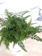 Load image into Gallery viewer, 6&quot; Rabbit&#39;s Foot Fern - The Seaside Succulent
