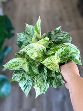 Load image into Gallery viewer, 6&quot; Snow Queen Pothos - The Seaside Succulent
