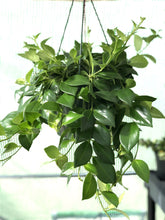 Load image into Gallery viewer, 8&quot; Mona Lisa Lipstick plant, Aeschynanthus radicans - The Seaside Succulent
