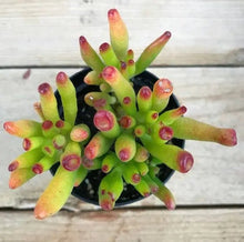 Load image into Gallery viewer, Crassula ovata Ogre Ears&#39; - The Seaside Succulent
