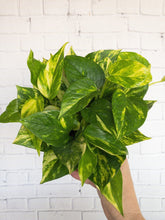 Load image into Gallery viewer, Epipremnum &#39;Golden Pothos&#39; 6&quot; - The Seaside Succulent
