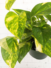 Load image into Gallery viewer, Epipremnum &#39;Golden Pothos&#39; 6&quot; - The Seaside Succulent

