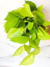 Load image into Gallery viewer, Epiremnum &#39;Neon&#39; Pothos 6&quot; - The Seaside Succulent
