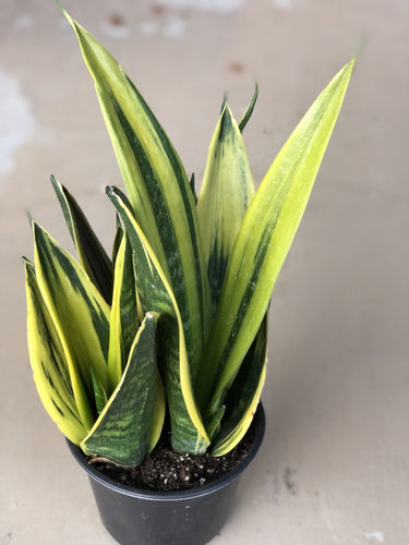 Golden Flame Sansevieria, Sansevieria Trifasciata RARE - The Seaside Succulent