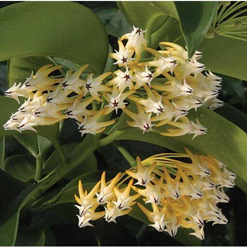 Hoya multiflora - Shooting Stars - The Seaside Succulent
