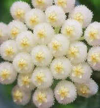 Load image into Gallery viewer, 4&quot; Hoya lacunosa-white sweet-smelling flowers
