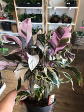 Load image into Gallery viewer, Calathea &#39;Stella&#39; (US PP 34710)
