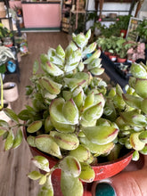 Load image into Gallery viewer, 4&quot; Cotyledon pendens - coral flowers
