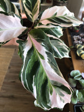 Load image into Gallery viewer, Calathea &#39;Stella&#39; (US PP 34710)

