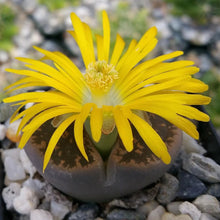 Load image into Gallery viewer, Lithops L - Living Stones - The Seaside Succulent
