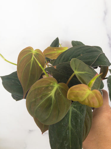 Philodendron micans - The Seaside Succulent