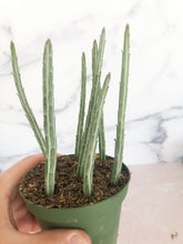 Load image into Gallery viewer, Pickle plant, Kleinia stapeliiformis - The Seaside Succulent
